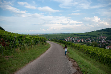 Image showing Alsace landscape and vinewyard