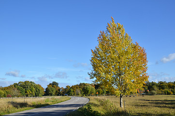 Image showing Golden aspen