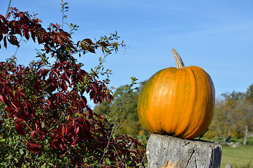 Image showing Pumpkin closeup