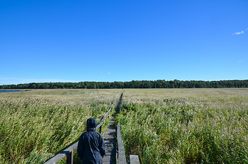 Image showing Walking in the reeds