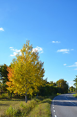 Image showing Aspen autumn colors