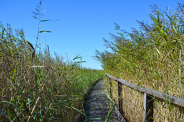 Image showing Pathway in the reeds