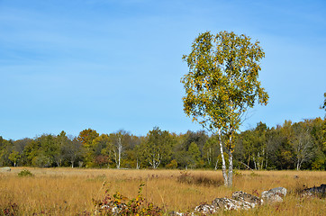 Image showing Fall colors