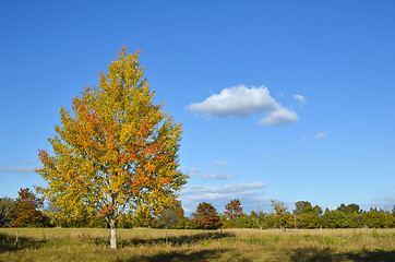 Image showing Colorful aspen