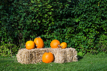 Image showing Pumpkins arrangement