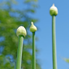 Image showing Tree onion buds