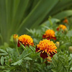 Image showing Marigold in flowerbed