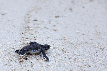 Image showing Green Turtle Hatchlings