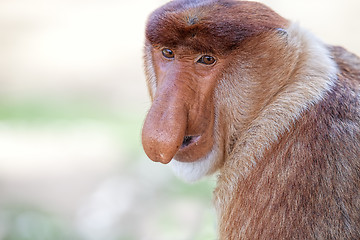 Image showing Proboscis monkey