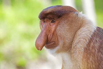 Image showing Proboscis monkey