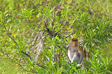 Image showing Proboscis monkey