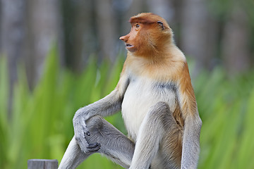 Image showing Proboscis monkey