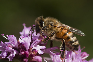 Image showing bee