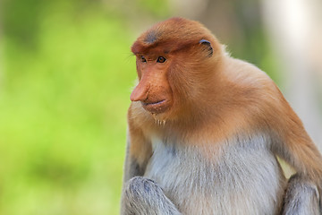 Image showing Proboscis monkey