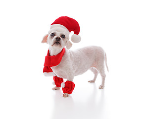 Image showing Little white dog looking for santa