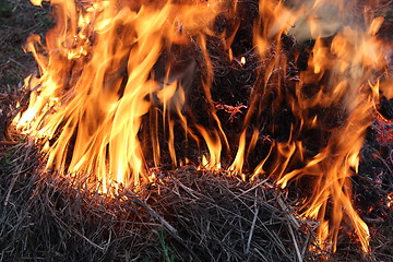 Image showing Fire in the forest