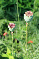 Image showing beautiful heads of poppy on a plantation