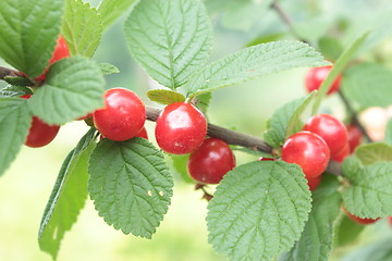 Image showing red berry of Prunus tomentosa