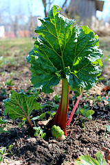 Image showing Young sprout of a rhubarb in the spring