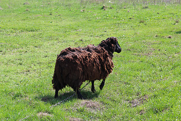 Image showing Sheep grazing on a grass