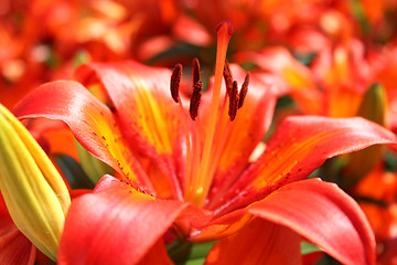 Image showing beautiful redheaded lilies