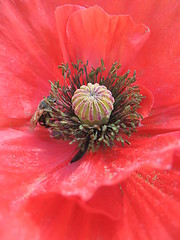 Image showing beautiful flower of red poppy