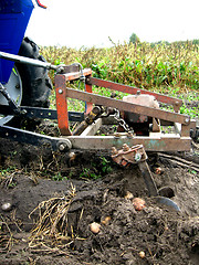 Image showing Process of harvesting of a potato