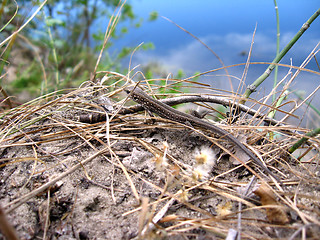 Image showing The grey lizard near the river