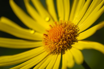 Image showing Yellow flower