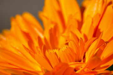 Image showing Orange flower