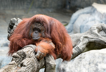 Image showing orangutan in zoo