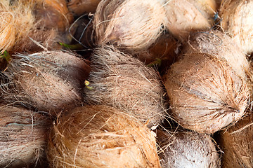 Image showing coconuts