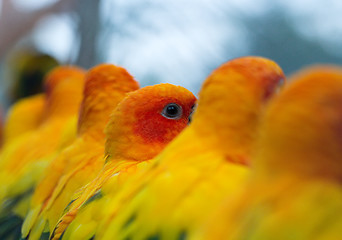 Image showing parrot in a zoo