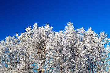 Image showing Trees in hoarfrost 