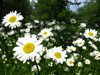 Image showing flower-bed of white beautiful chamomiles