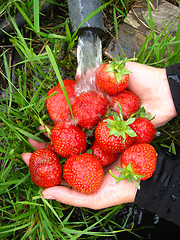 Image showing washing of the fresh  strawberry