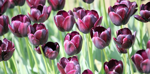 Image showing Colorful tulips.