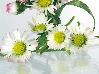 Image showing daisy