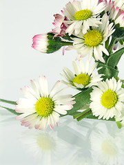 Image showing daisy