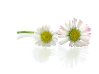 Image showing daisy