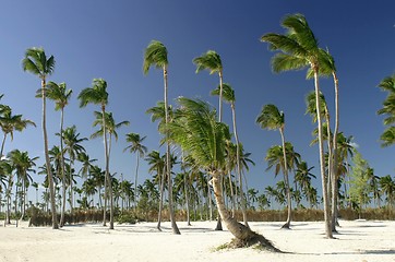 Image showing tropical beach