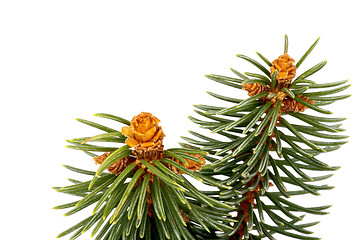 Image showing Green Spruce Branch