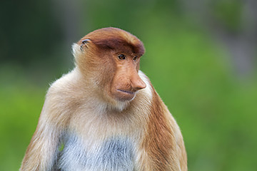 Image showing Proboscis monkey