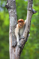 Image showing Proboscis monkey