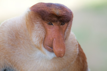 Image showing Proboscis monkey