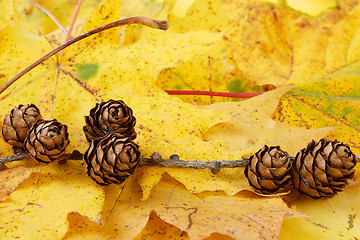 Image showing pine cones background