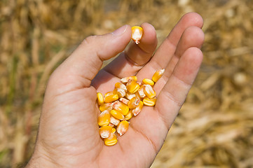 Image showing maize in hand