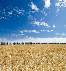 Image showing field of wheat under blue sky