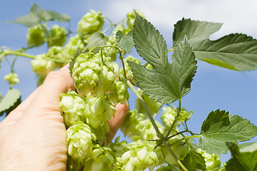 Image showing green hops in hand