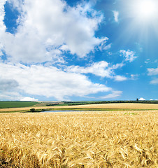 Image showing field of cereal wheat under sunny sky